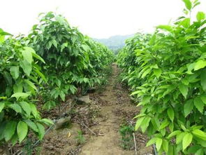 合肥苗圃公司,首选 安徽 绿苑苗圃,合肥肥西绿化苗木供应商