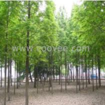 核桃苗圃厂商公司 2019年核桃苗圃最新批发商 核桃苗圃厂商报价 