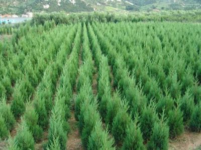 苗圃蜀桧价格,南京蜀桧苗木价格