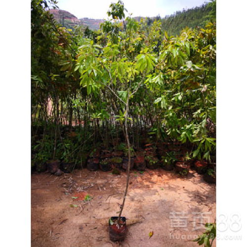 福新苗圃木荷小苗,红桥从事木荷无纺布袋苗规格