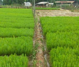 丽江湿地松 普洱湿地松苗供应 随州希望苗圃
