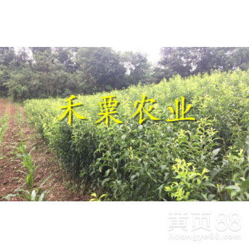 甘南