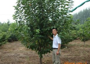 供应供樱桃树 因为专业所以更好 全部自家苗圃 生地育苗_农副产品_世界工厂网中国产品信息库