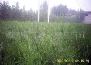 春蕾苗圃常年大批量供应各种型号的侧柏苗_农副产品_世界工厂网中国产品信息库