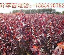 【周至紫叶矮樱种植基地、批发营养钵紫叶矮樱】周至县裕盛裕森苗圃 - 产品库