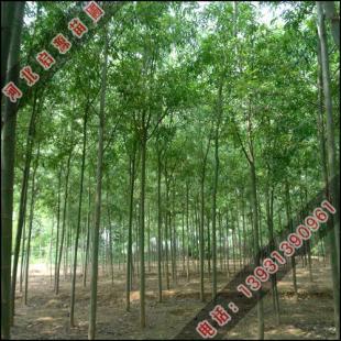 旱柳 旱柳小苗 旱柳价格 图片 启源苗圃_农副产品_世界工厂网