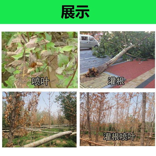 杀树剂农药除草剂烂根大树死除树剂除竹剂杀树王专杀大树竹子杂草
