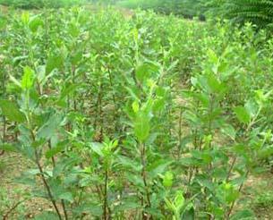 矮化樱桃产量哪里有卖 5公分樱桃苗多少钱