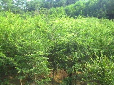 银杏多少钱,大量出售红豆杉