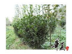 冬青 胶南市文华苗圃 供应产品 胶南市文华苗圃