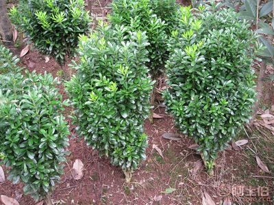 【永安苗圃基地批发泸州自贡宜宾内江乐山达州遵义毕节昭通镇雄小叶黄杨小苗、小叶黄槐小苗、小叶女贞小苗价格】,价格,厂家,供应商,花木,黄羽 - 个体经营 - 产品库