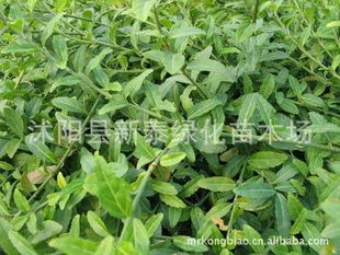 江苏新泰绿化苗木场