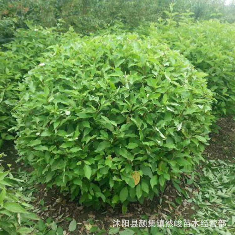 【公司名称】:长沙市雨花区学振苗圃【产品产地】:跳马镇【.