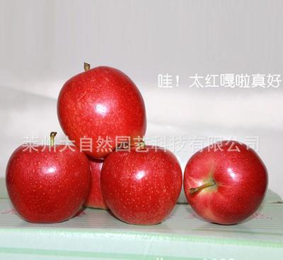 专业苗圃场苹果苗 优质苹果苗 太红嘎拉 果形端正高桩【图】