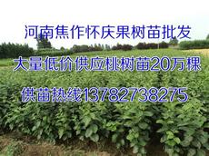 焦作果树苗基地
