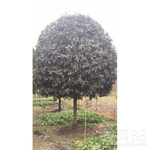 【成都桂花八月桂-精品树形-苗圃直供】- 