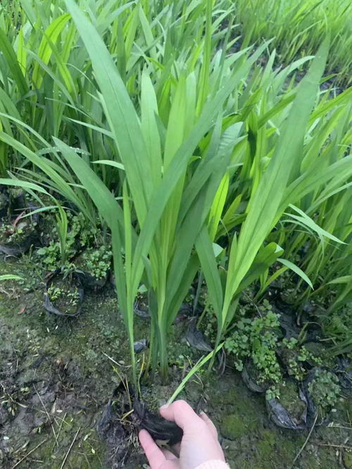 基地大量批发火星花杯苗 火星花批发价