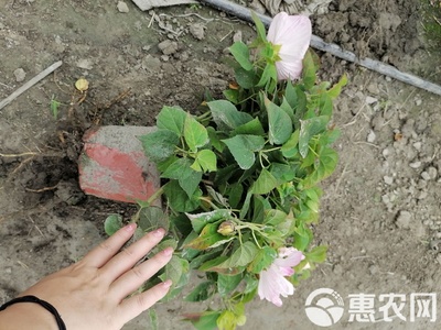红芙蓉 芙蓉菊双色杯出售,红色粉色的芙蓉菊,四川成都货源,私聊议价哦