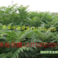 哪里有香椿芽 到泰安泽雨苗圃指导价 哪里有香椿芽 到泰安泽雨苗圃厂商 哪里有香椿芽 到泰安泽雨苗圃厂商 图 尽在农苗网 泰安开发区泽雨苗圃