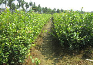 高产油茶苗圃基地 油茶苗多少钱一颗 南昌油茶苗