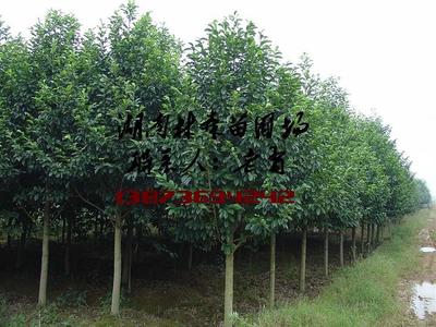 乐昌含笑批发,6公分8公分10公分乐昌含笑价格图片_高清图_细节图-湖南林森苗圃 -