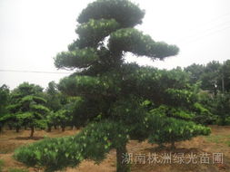罗汉松,造型罗汉松