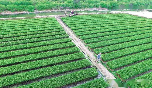 苗圃管理学,做一个合格的苗圃管理者