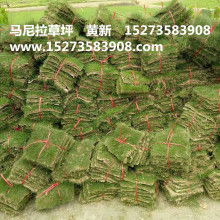 郴州鑫源苗圃 供应产品