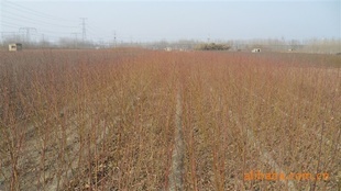 自家苗圃大量当年软枣树小苗,柿树混批