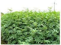 供应供应优质花椒苗,优质花椒苗价格,蓝田苗圃花椒苗基地_传媒、广电_世界工厂网中国产品信息库