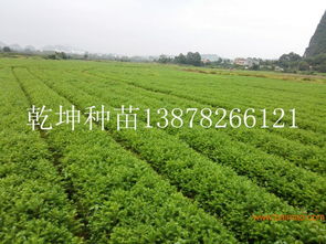 杉木苗批发价格 完好的杉木苗优选乾坤苗圃场,杉木苗批发价格 完好的杉木苗优选乾坤苗圃场生产厂家,杉木苗批发价格 完好的杉木苗优选乾坤苗圃场价格