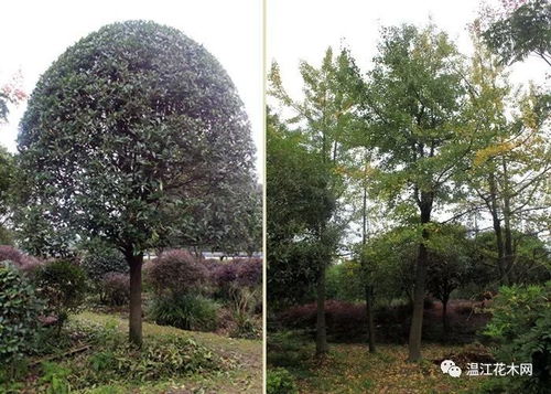 温江生态大道苗圃转让
