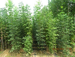 速生白蜡小苗-绿洲苗圃_农副产品栏目