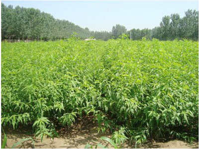 扬州【沂蒙霜红桃苗】基地专业培育高产量苗木,价格给您惊喜图片|扬州【沂蒙霜红桃苗】基地专业培育高产量苗木,价格给您惊喜产品图片由临沂鑫乐沂蒙霜红桃种植专业合作社公司生产提供-