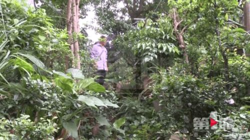 苗圃即将拆除 花迷 老喻想为他这些宝贝找个新主人