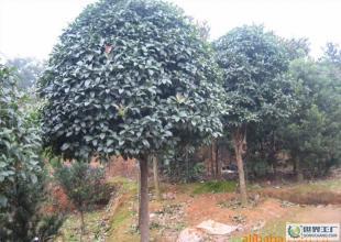 湖南绿视界苗圃供应湖南苗木-精品桂花_农副产品_世界工厂网中国产品信息库