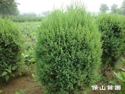 保山苗圃为您提供优质桧柏价格优惠 - 120 (中国 河北省 贸易商) - 绿化苗木 - 园艺 产品 「自助贸易」
