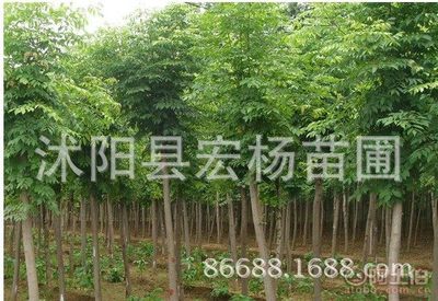 【出售绿化工程苗8公分白腊苗,规格齐全,量大优惠】沭阳县宏杨苗圃 - 产品库