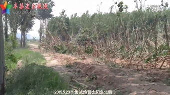 苗圃 –