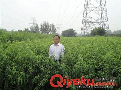 桃树苗批发 供应大量桃苗嫁接苗 原生苗图片|桃树苗批发 供应大量桃苗嫁接苗 原生苗产品图片由泰安开发区贵和苗圃公司生产提供-