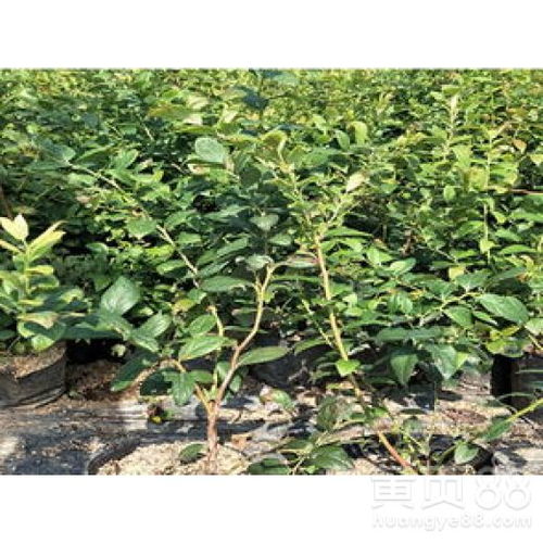 【长治市莱克西蓝莓苗苗圃管理施肥技巧正确的种植量高产量】- 