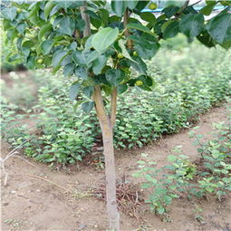 资讯南通夏玉梨梨苗苗圃直供
