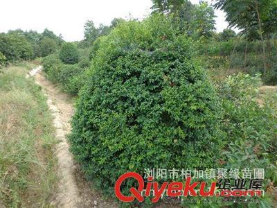 苗圃直销 女贞造型奇特 规格也齐全 欢迎新老客户前来考察.-浏阳市柏加镇聚缘苗圃提供苗圃直销 女贞造型奇特 规格也齐全 欢迎新老客户前来考察.的相关介绍、产品、服务、图片、价格浏阳市柏加镇聚缘苗圃、精品桂花;香樟;罗汉松;茶花;广玉兰;红花继木;杜英;杜鹃;茶花;花石榴