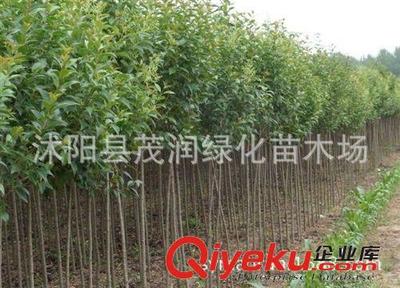 苗圃直销庭院园林绿化行道树 大叶女贞 高杆女贞 规格齐全包邮图片|苗圃直销庭院园林绿化行道树 大叶女贞 高杆女贞 规格齐全包邮产品图片由沭阳县茂润绿化苗木场公司生产提供-