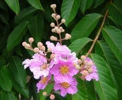 供应紫薇价格表 大同紫薇价格 阳泉紫薇价格 河南紫薇基地苗圃 1_农副产品_世界工厂网中国产品信息库