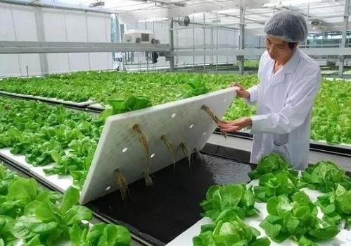 韶关蔬菜温室信用担保