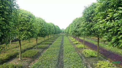 别瞎琢磨了 国际标准原冠苗是这样种的
