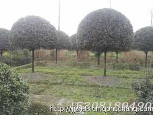 到四川成都桂花树苗圃买精品桂花的理由!_农副产品_世界工厂网