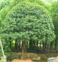 大量0怡程苗圃桂花,米径10公分单桂_农副产品_世界工厂网中国产品信息库