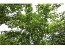 温江钧滔园林苗圃产品展示